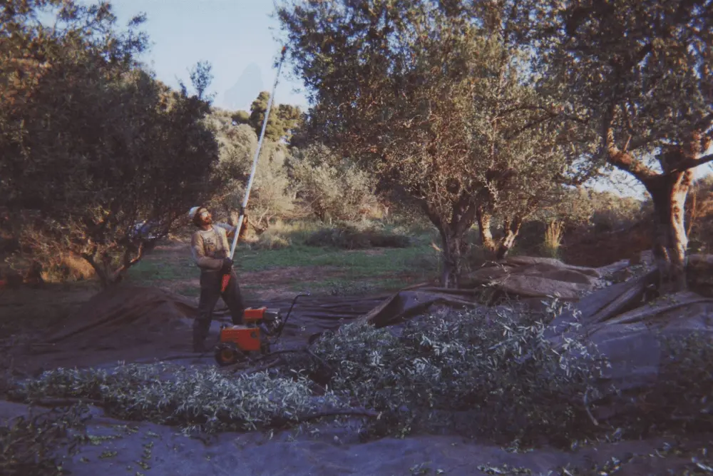 Traditional olive gathering methods