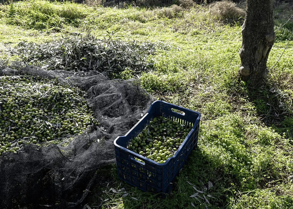 From Tree to Table: The Art of Olive Harvest
