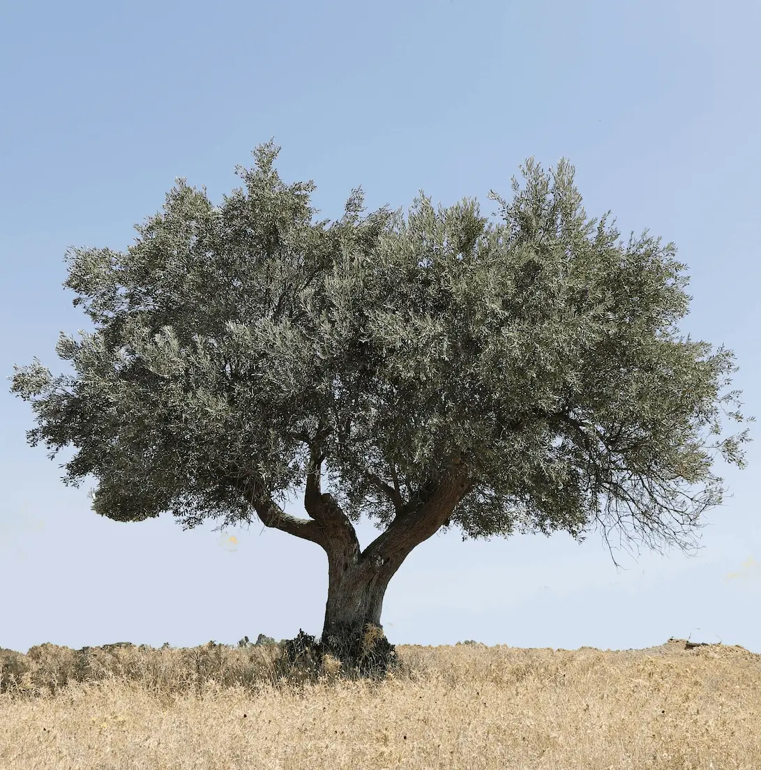 Olive Corner