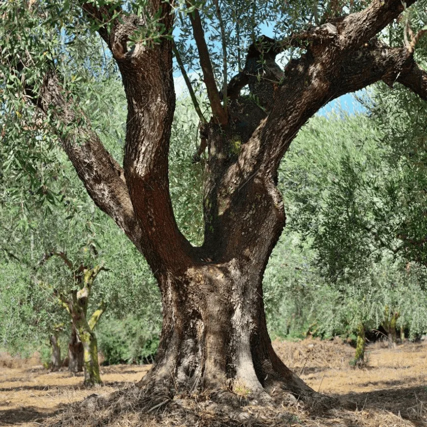 Olive Tree